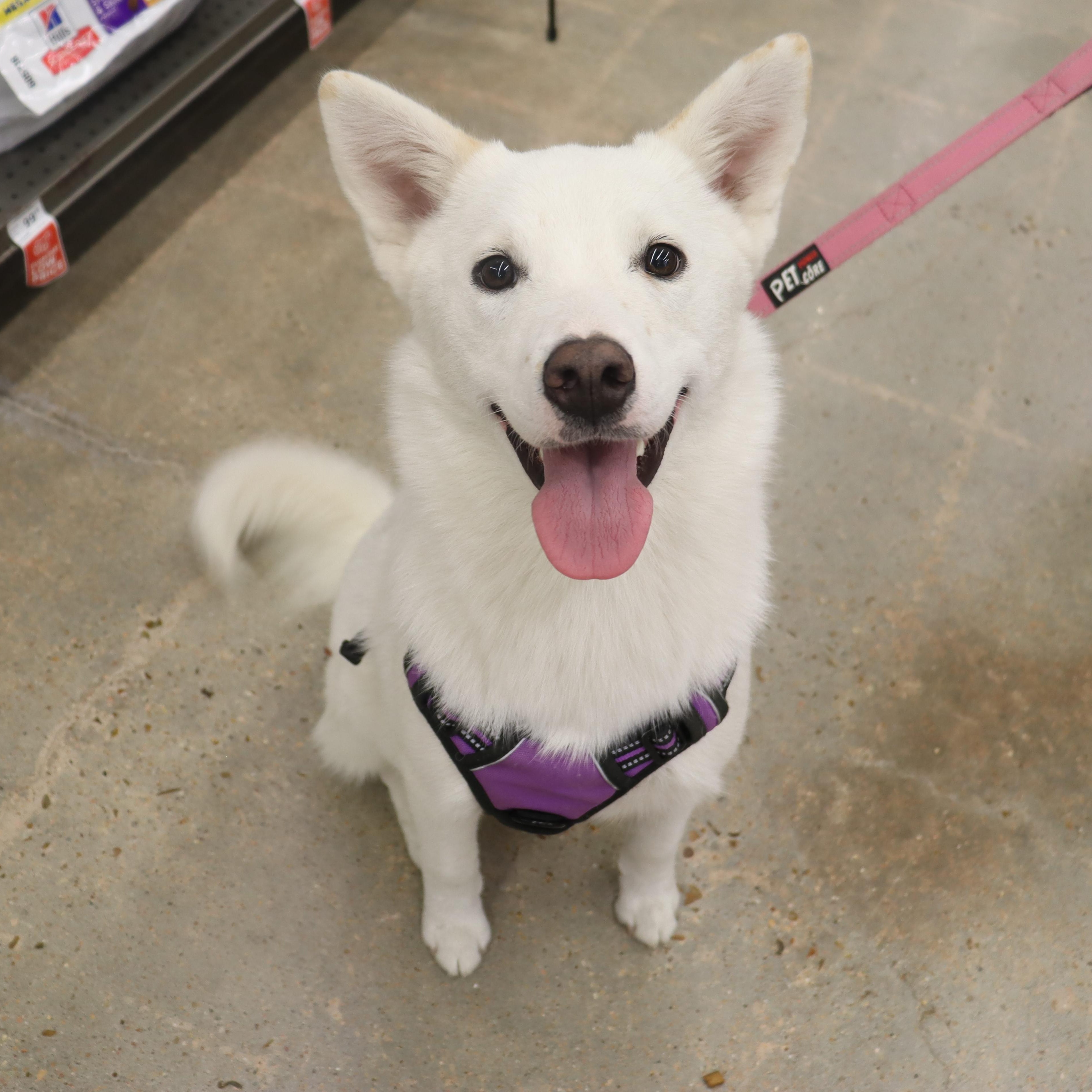 Enlarge Stormie - Beautiful, Super Loving Husky mix, a Adoptable mixed breed in League City, TX image 4/6