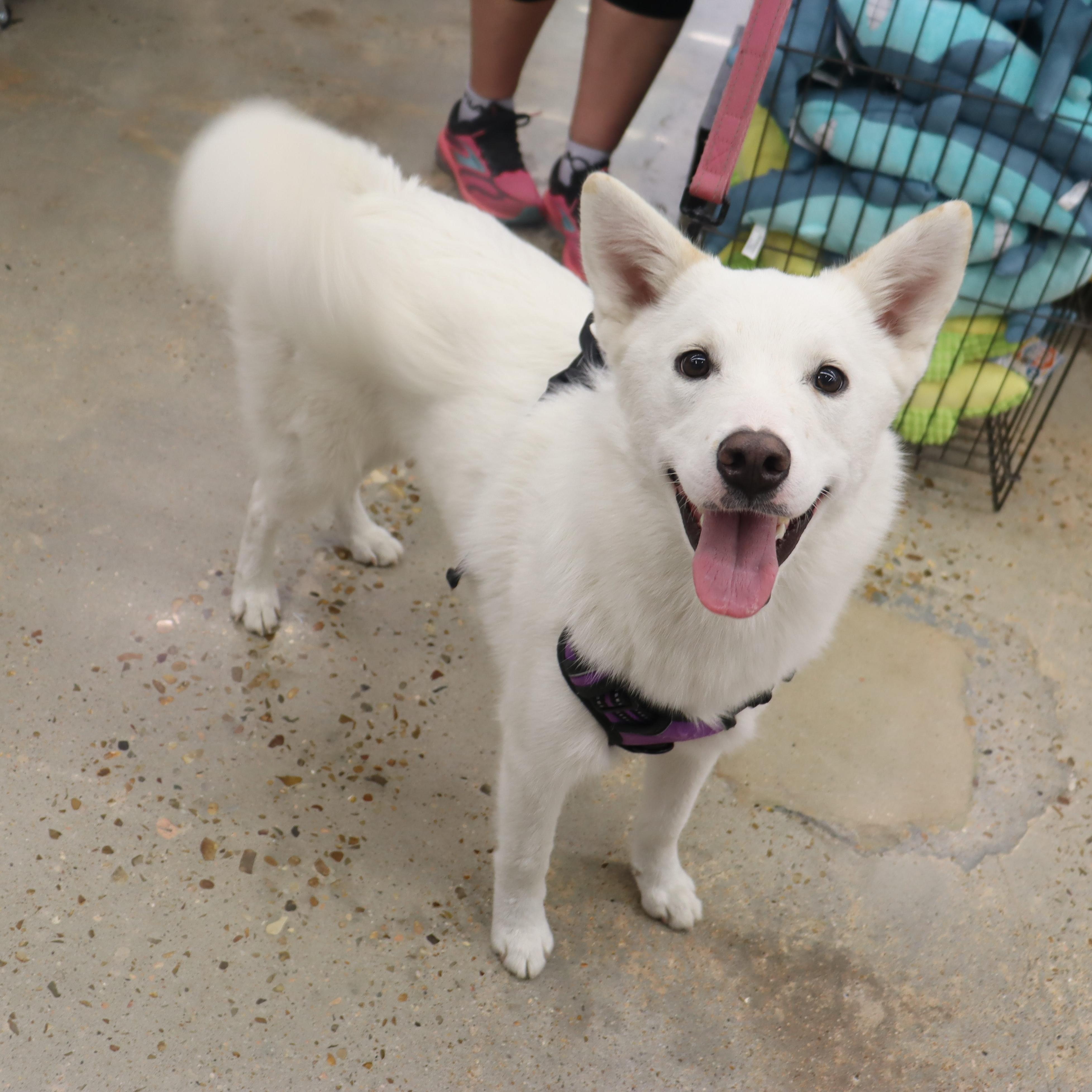Enlarge Stormie - Beautiful, Super Loving Husky mix, a Adoptable mixed breed in League City, TX image 5/6