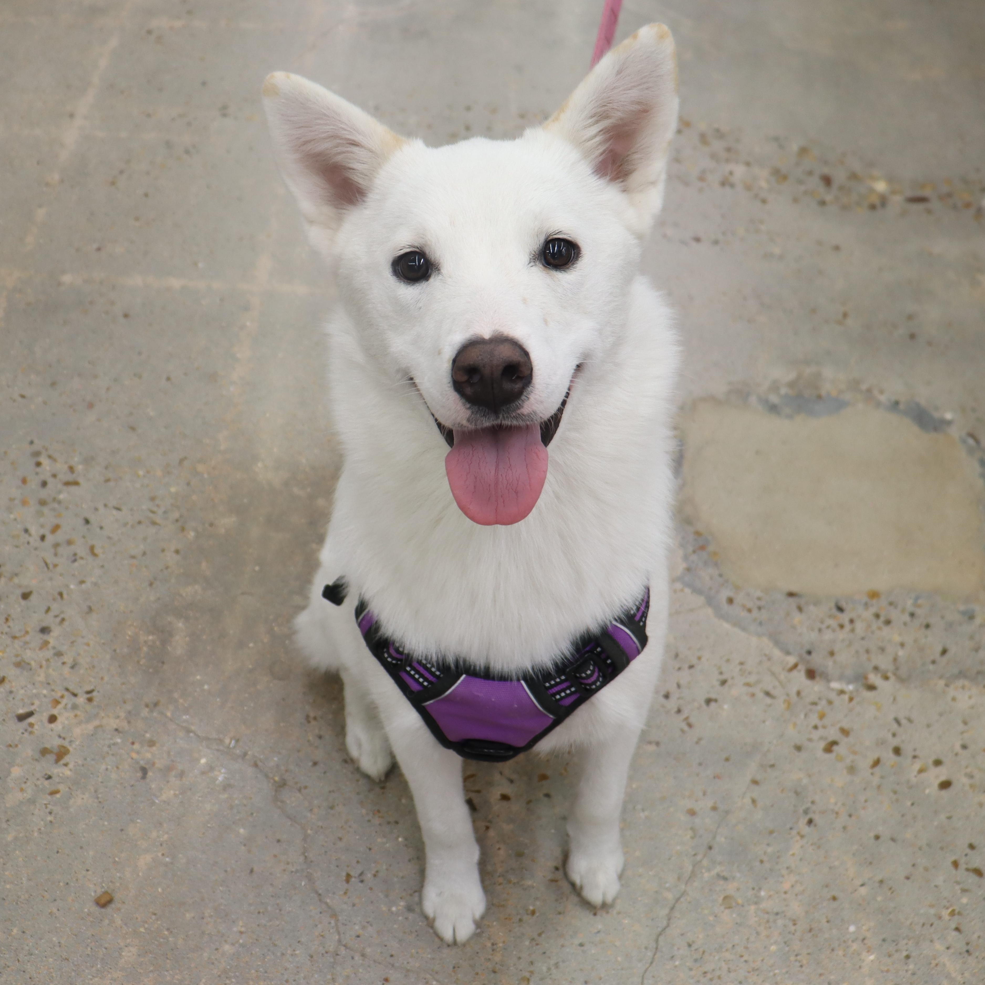 Enlarge Stormie - Beautiful, Super Loving Husky mix, a Adoptable mixed breed in League City, TX image 6/6