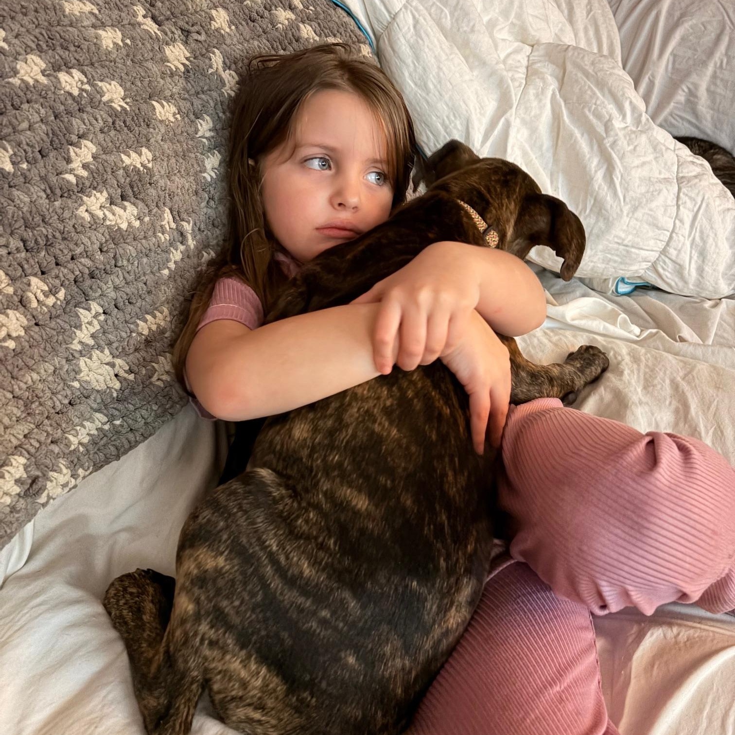 Enlarge Zamboni, a ADOPTABLE mixed breed in Bethlehem, PA image 2/3