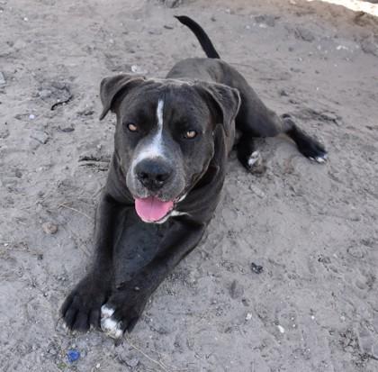 Enlarge Anthony, a ADOPTABLE mixed breed in Inverness, FL image 2/3