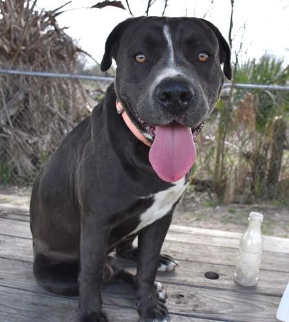 Enlarge Anthony, a ADOPTABLE mixed breed in Inverness, FL image 3/3
