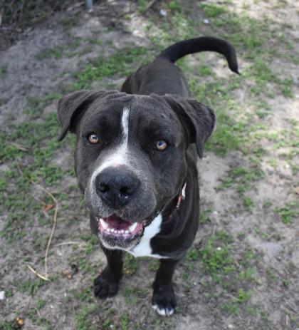 Enlarge Anthony, a ADOPTABLE mixed breed in Inverness, FL image 1/3