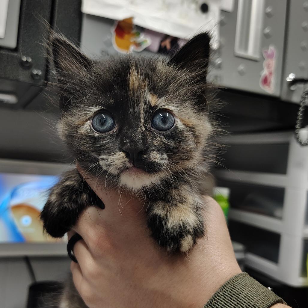 Naomi, a Adoptable Domestic Short Hair in Springtown, TX image 5/5