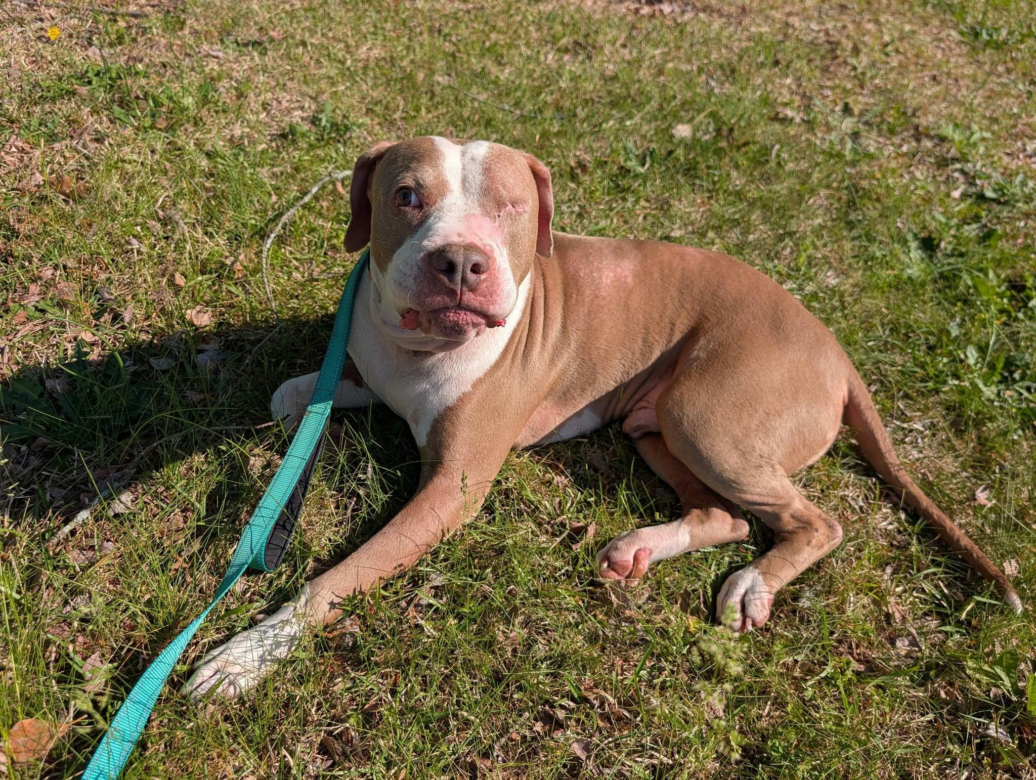Enlarge Gerald, a Adoptable mixed breed in Ayden, NC image 1/6