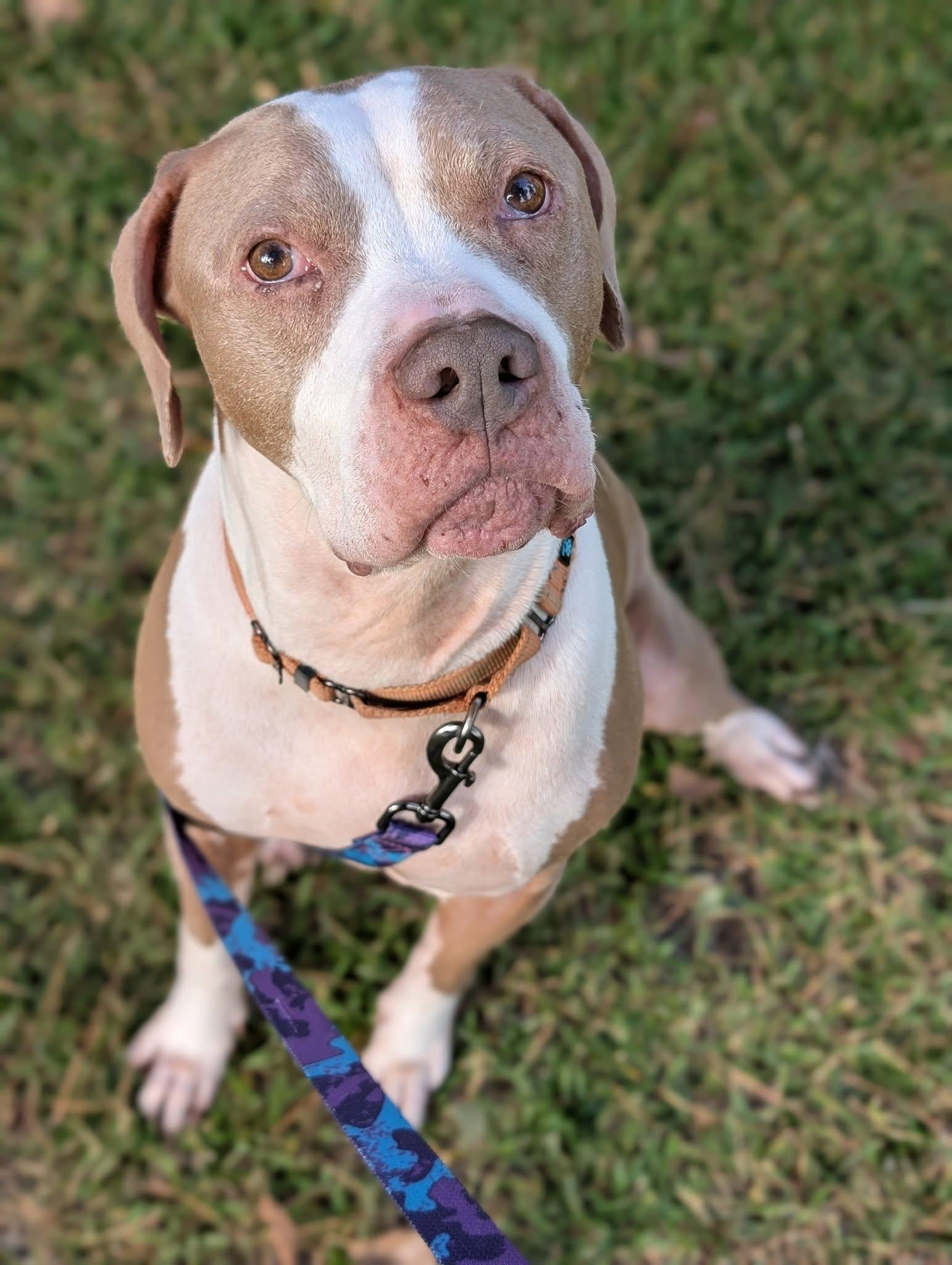 Gerald, Adoptable, Adult Male Mixed Breed.