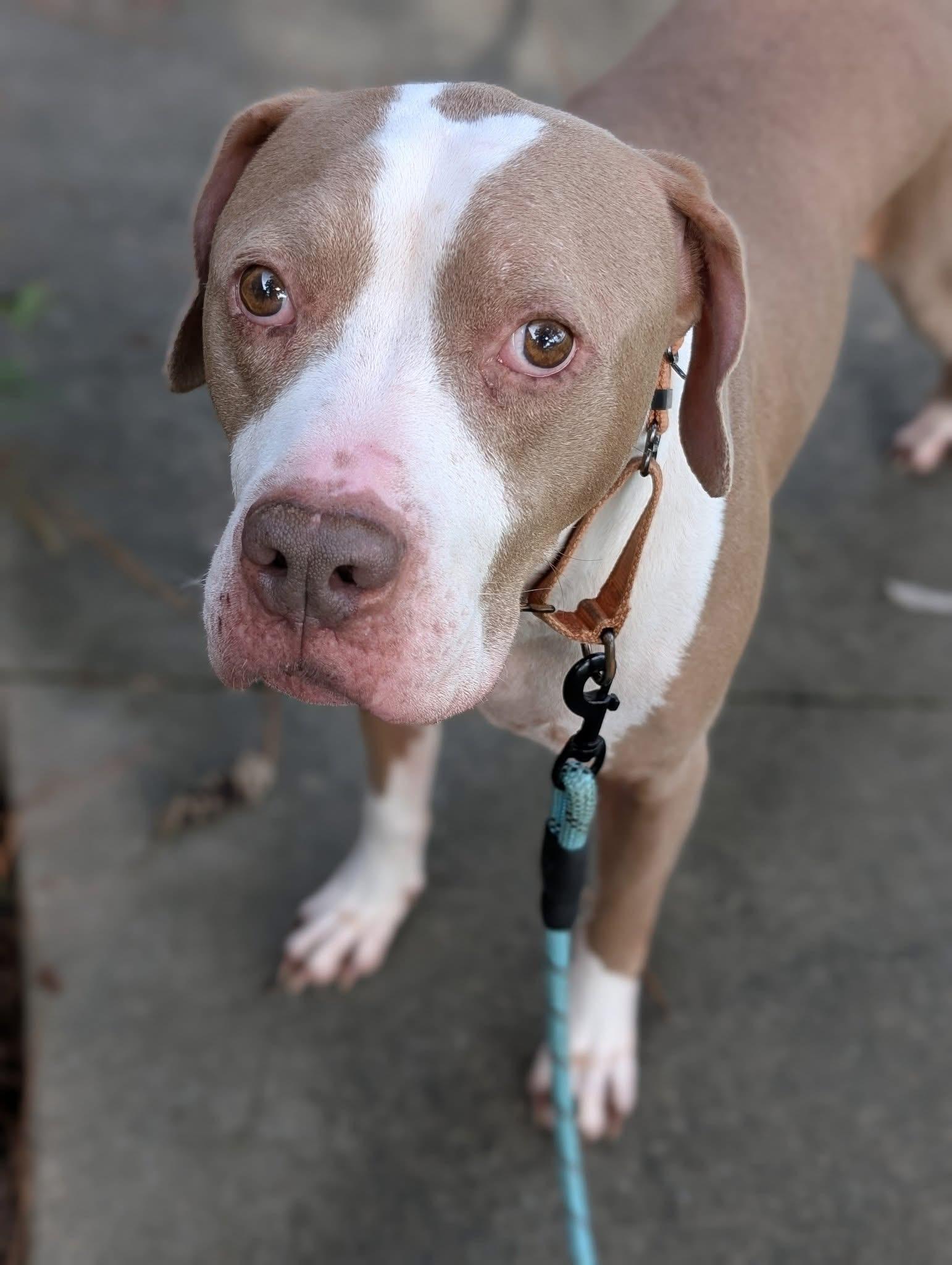 Gerald, a Adoptable mixed breed in Ayden, NC image 6/6