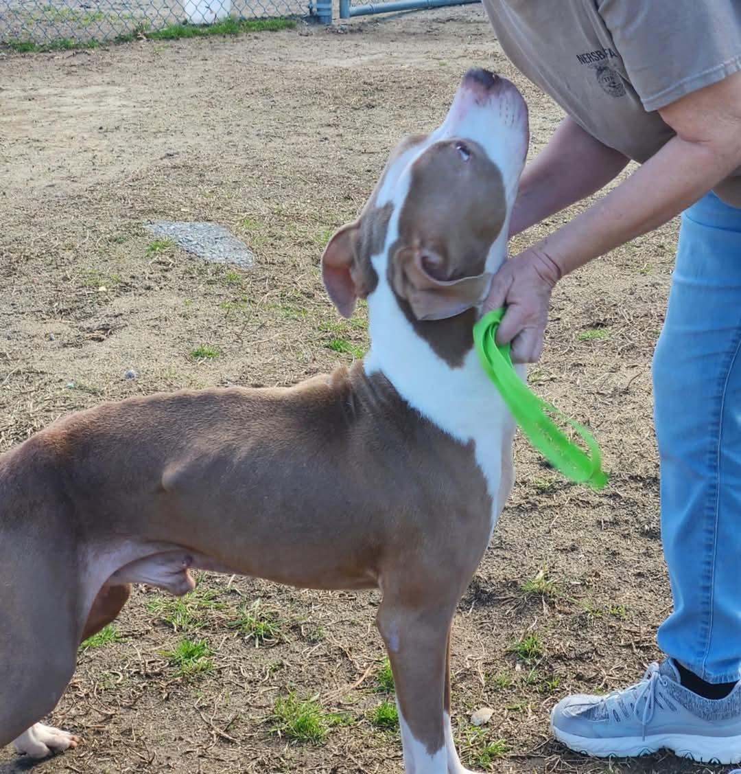 Gerald, a Adoptable mixed breed in Ayden, NC image 3/6