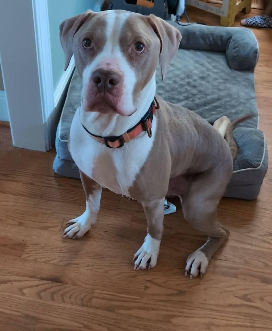 Gerald, a Adoptable mixed breed in Ayden, NC image 2/6