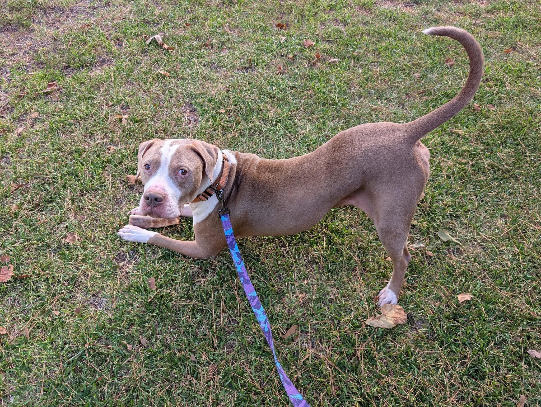 Gerald, Adoptable, Adult Male Mixed Breed.