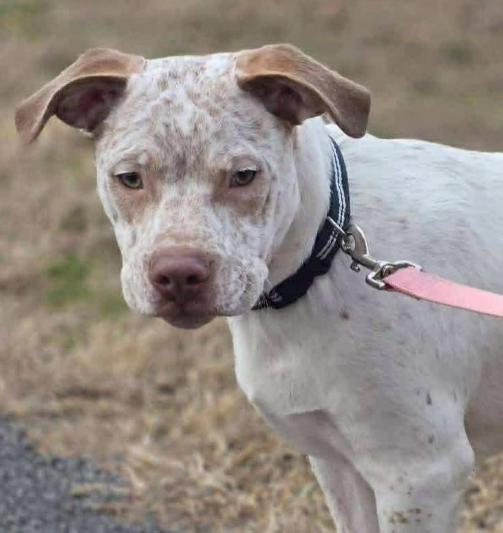 Enlarge Freckles, a ADOPTABLE Mixed Breed in Northwood, NH image 1/2