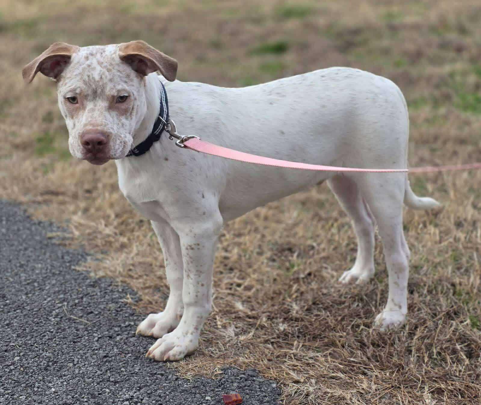 Enlarge Freckles, a ADOPTABLE Mixed Breed in Northwood, NH image 2/2