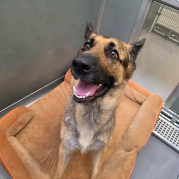 Enlarge Cleo, a Adoptable German Shepherd Dog in Vinita, OK image 1/4