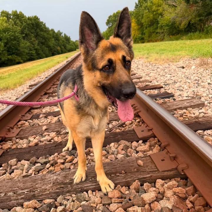 Enlarge Cleo, a Adoptable German Shepherd Dog in Vinita, OK image 2/4