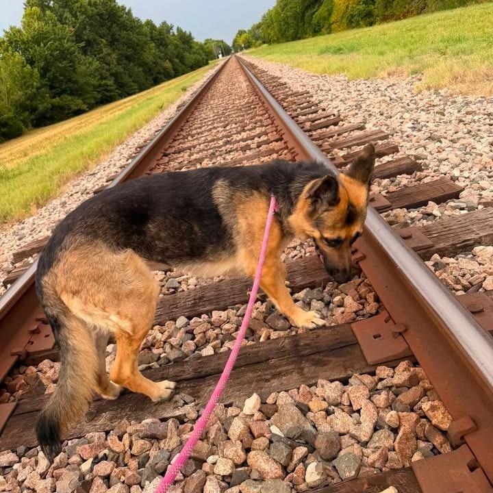 Enlarge Cleo, a Adoptable German Shepherd Dog in Vinita, OK image 3/4