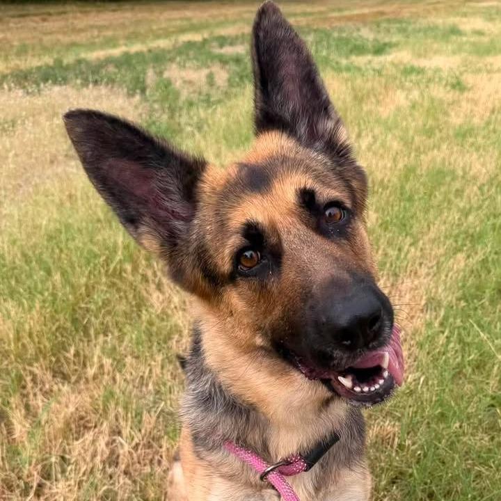 Enlarge Cleo, a Adoptable German Shepherd Dog in Vinita, OK image 4/4