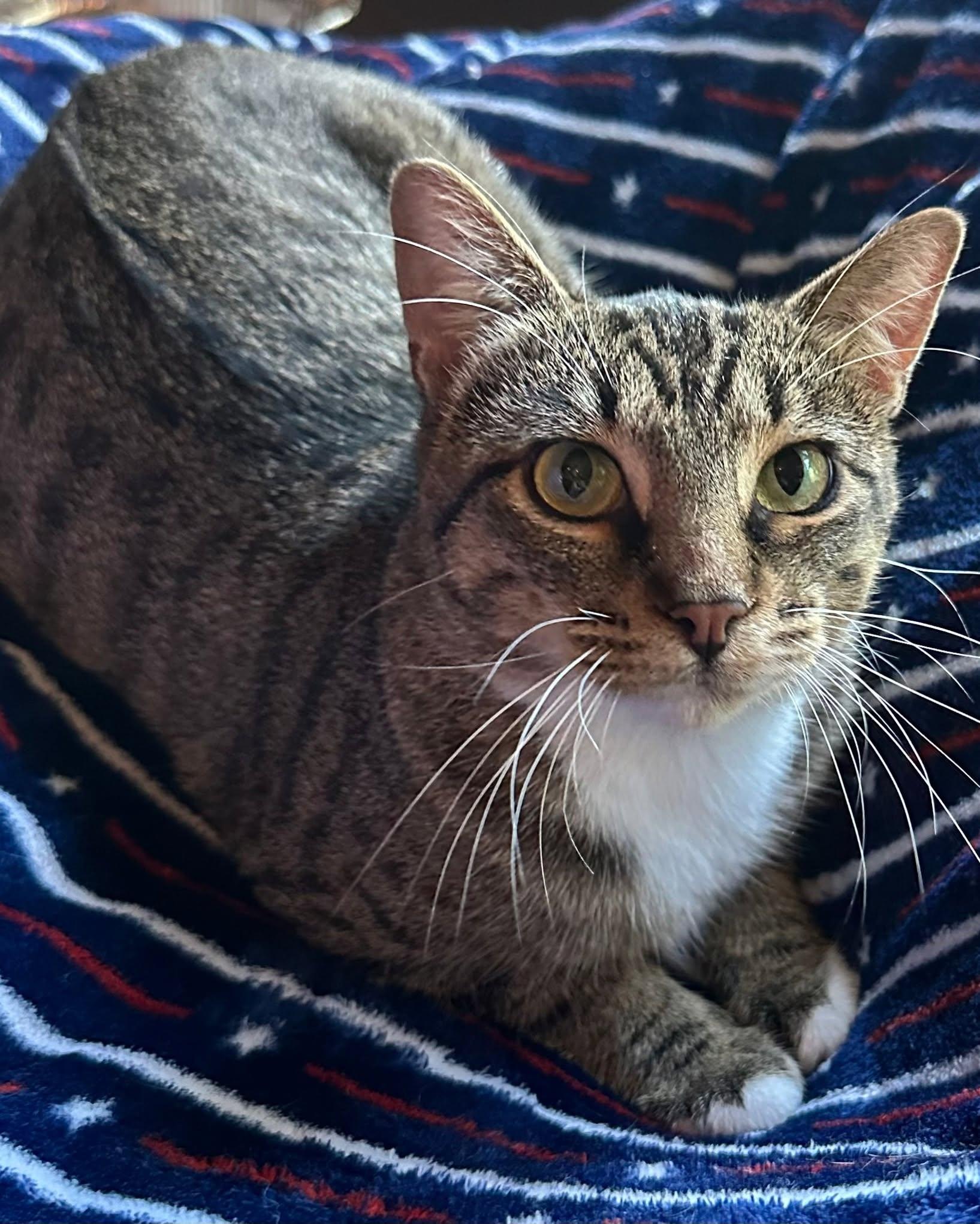 Fashion, Adoptable, Young Female Domestic Short Hair.