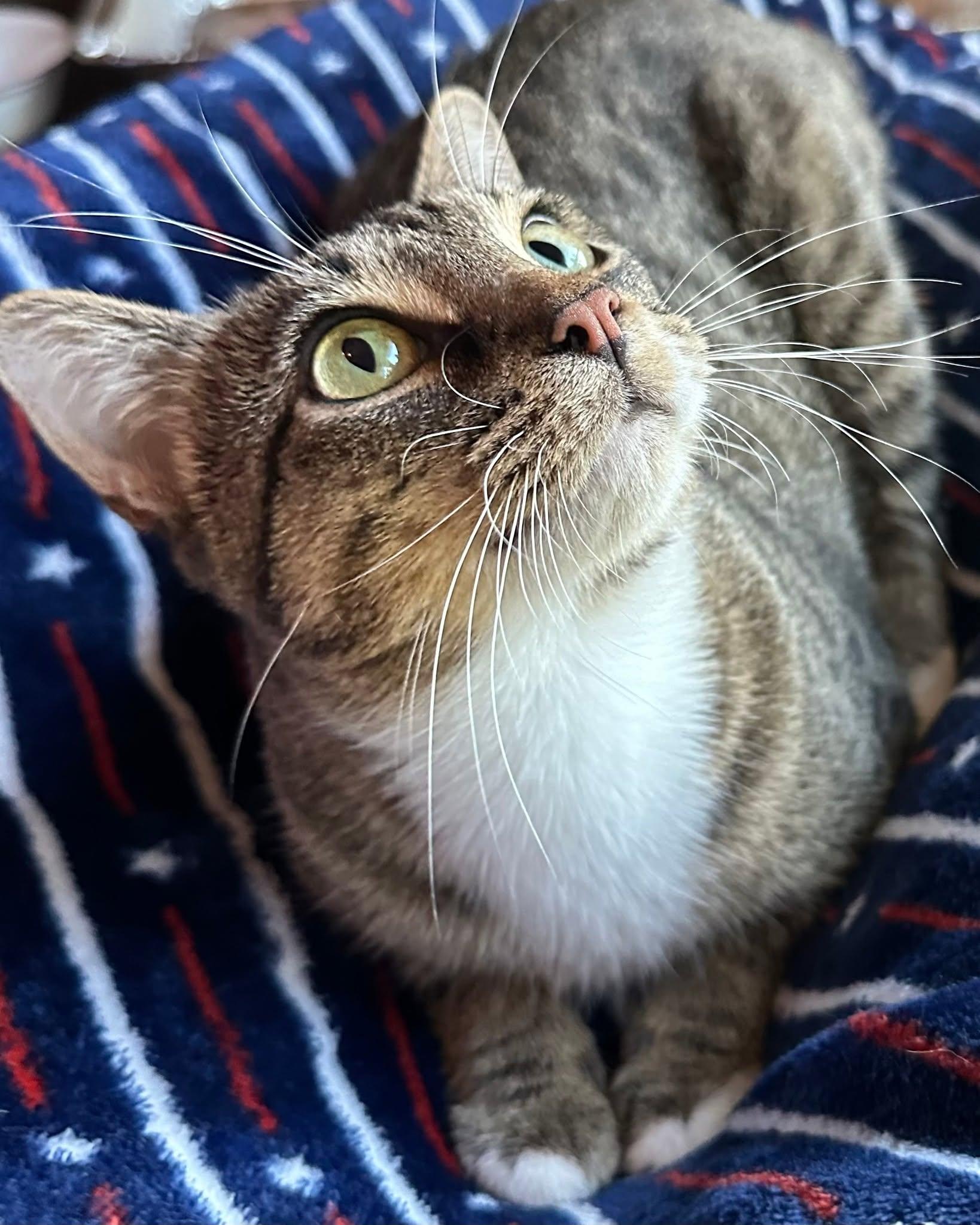 Enlarge Fashion, a Adoptable Domestic Short Hair in Flint, TX image 2/2