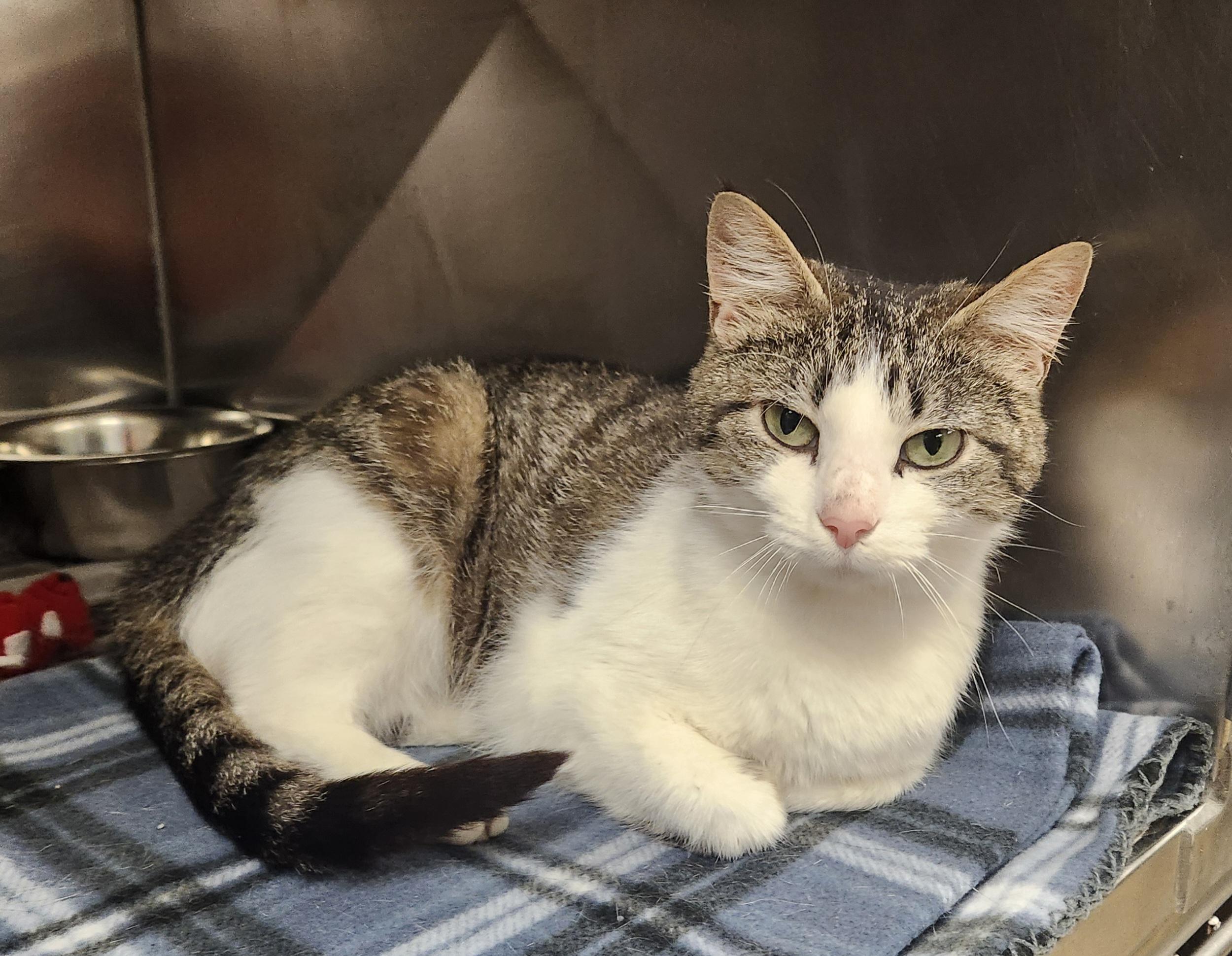 Virgo, Young Female Domestic Short Hair