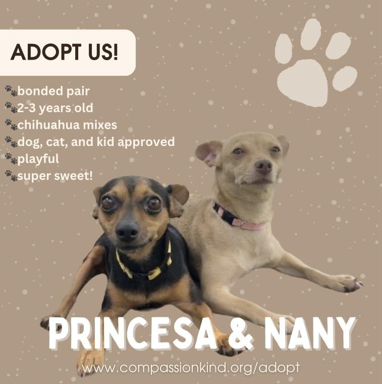 Enlarge Princesa, a Adoptable Chihuahua in St. Petersburg, FL image 1/6