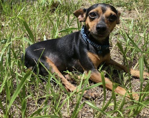 Enlarge Princesa, a Adoptable Chihuahua in St. Petersburg, FL image 3/6