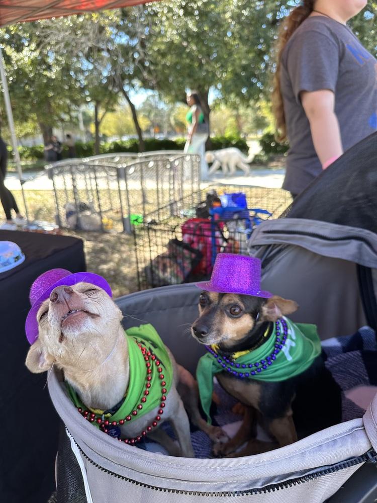 Enlarge Princesa, a Adoptable Chihuahua in St. Petersburg, FL image 4/6