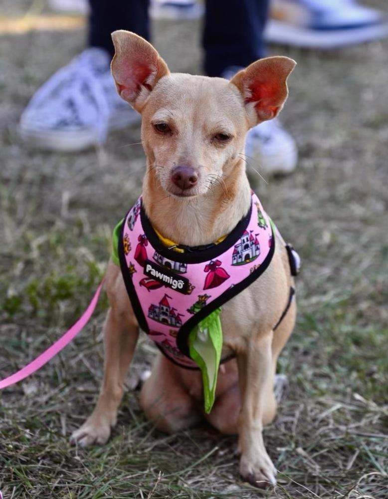 Enlarge Princesa, a Adoptable Chihuahua in St. Petersburg, FL image 5/6