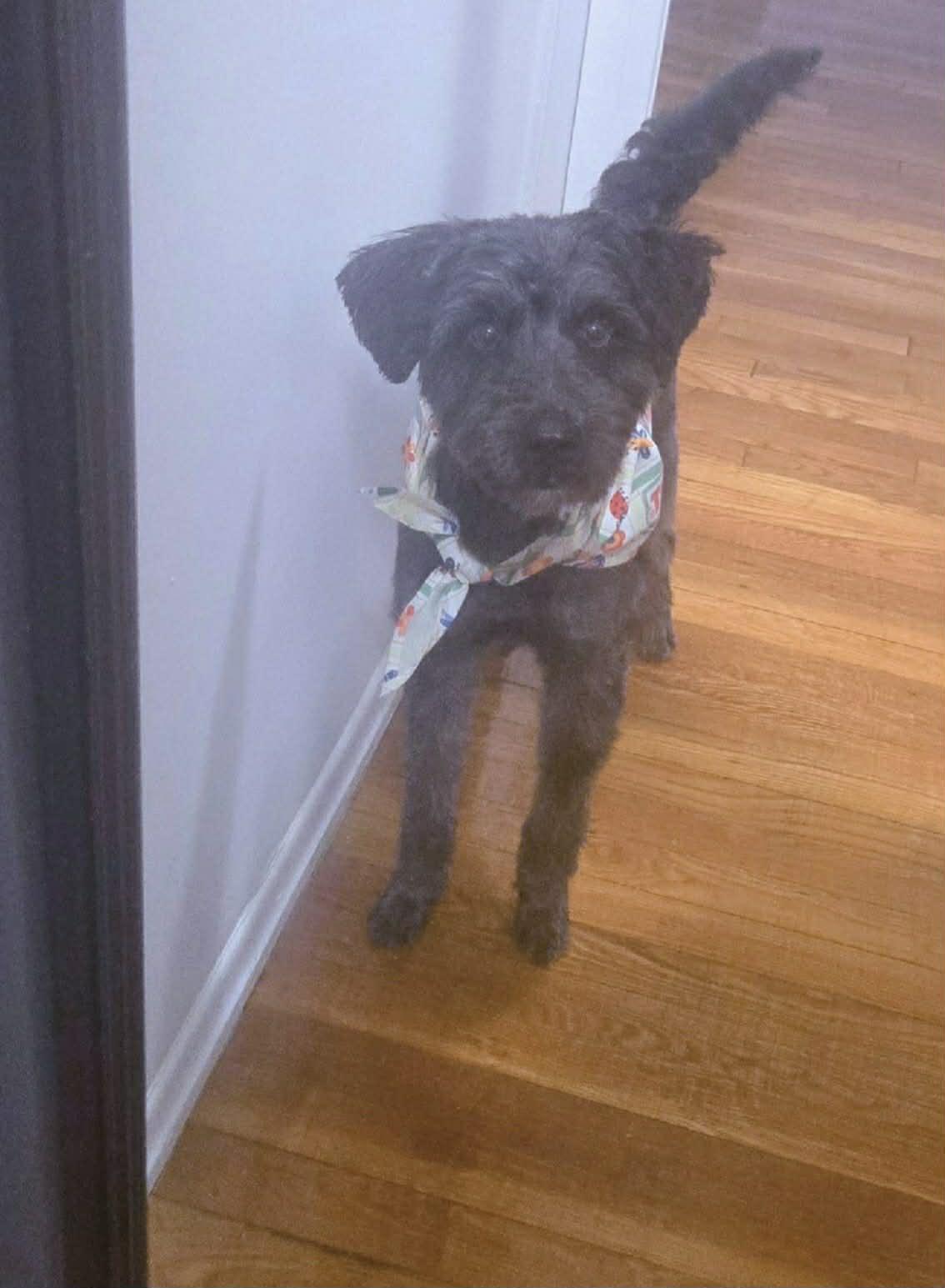 Enlarge Harvey, a ADOPTABLE mixed breed in Flemington, NJ image 2/6