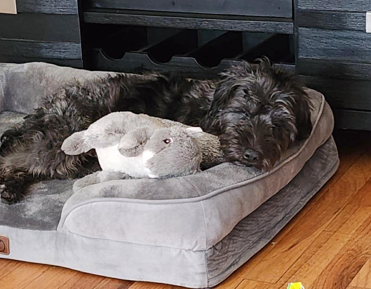 Enlarge Harvey, a ADOPTABLE mixed breed in Flemington, NJ image 6/6