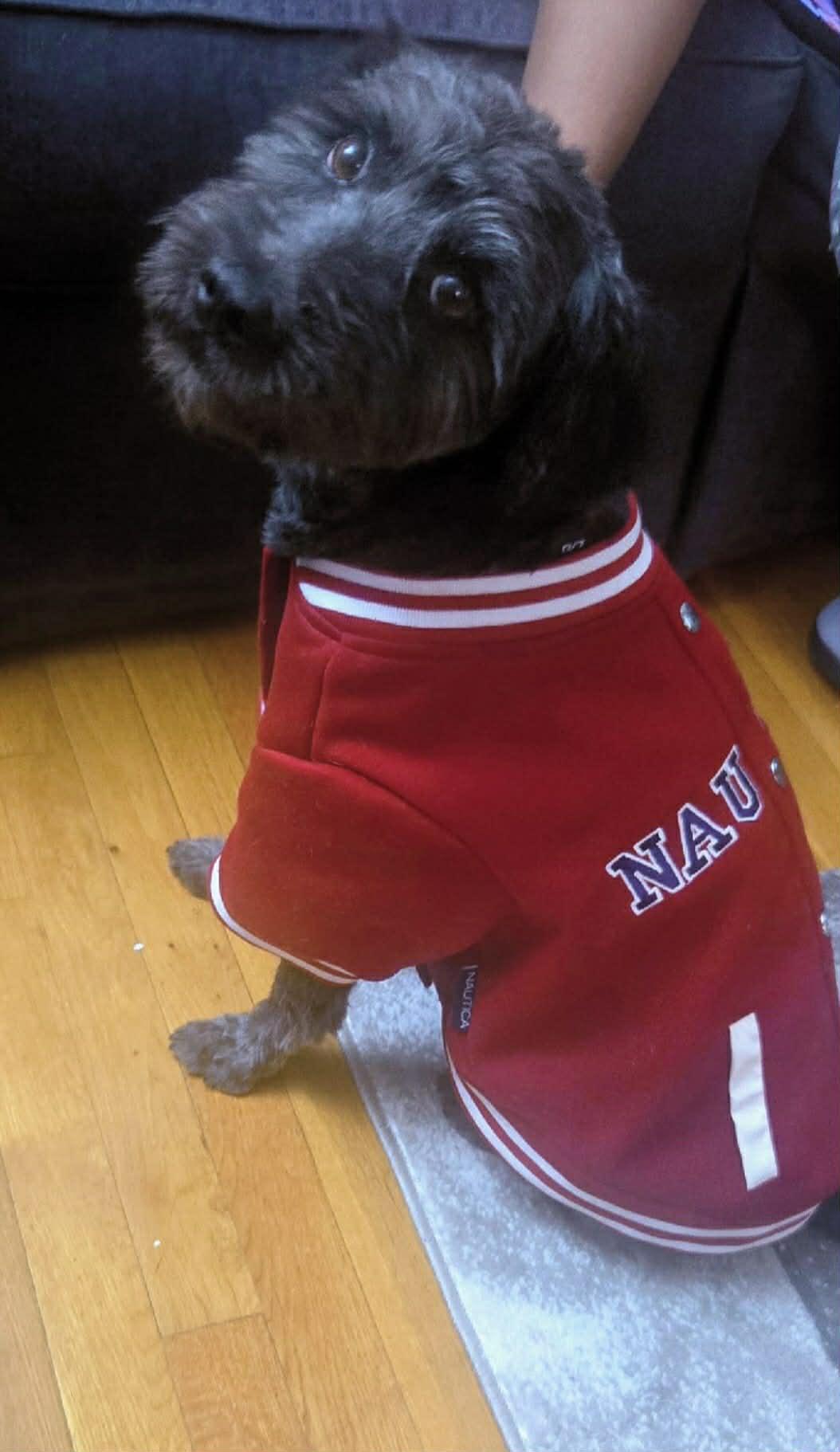 Enlarge Harvey, a ADOPTABLE mixed breed in Flemington, NJ image 5/6