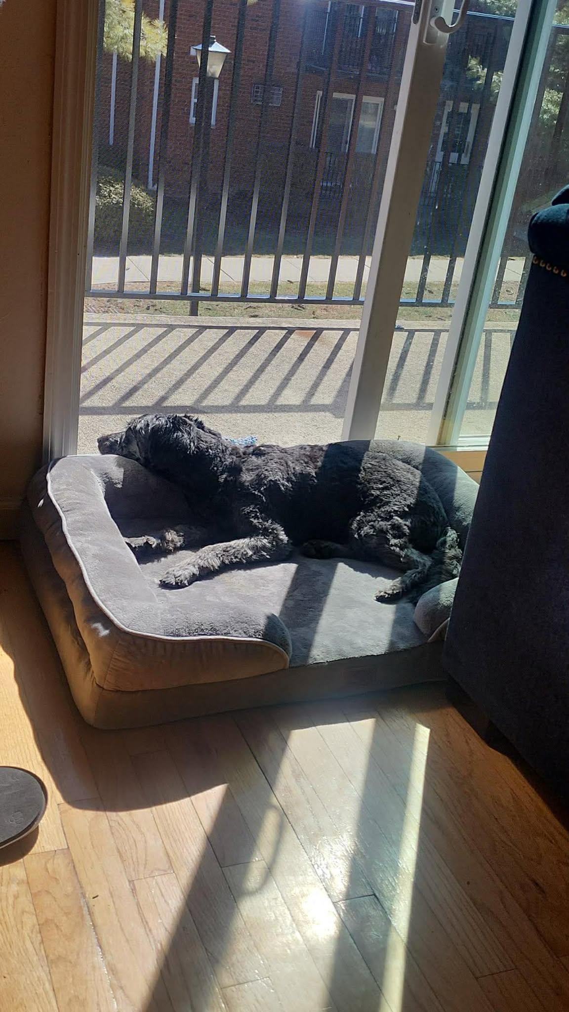 Enlarge Harvey, a ADOPTABLE mixed breed in Flemington, NJ image 3/6