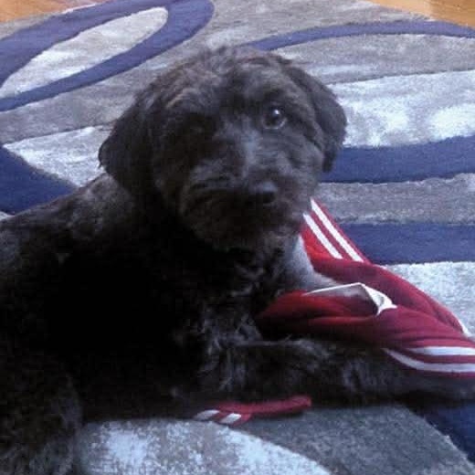 Enlarge Harvey, a ADOPTABLE mixed breed in Flemington, NJ image 1/6