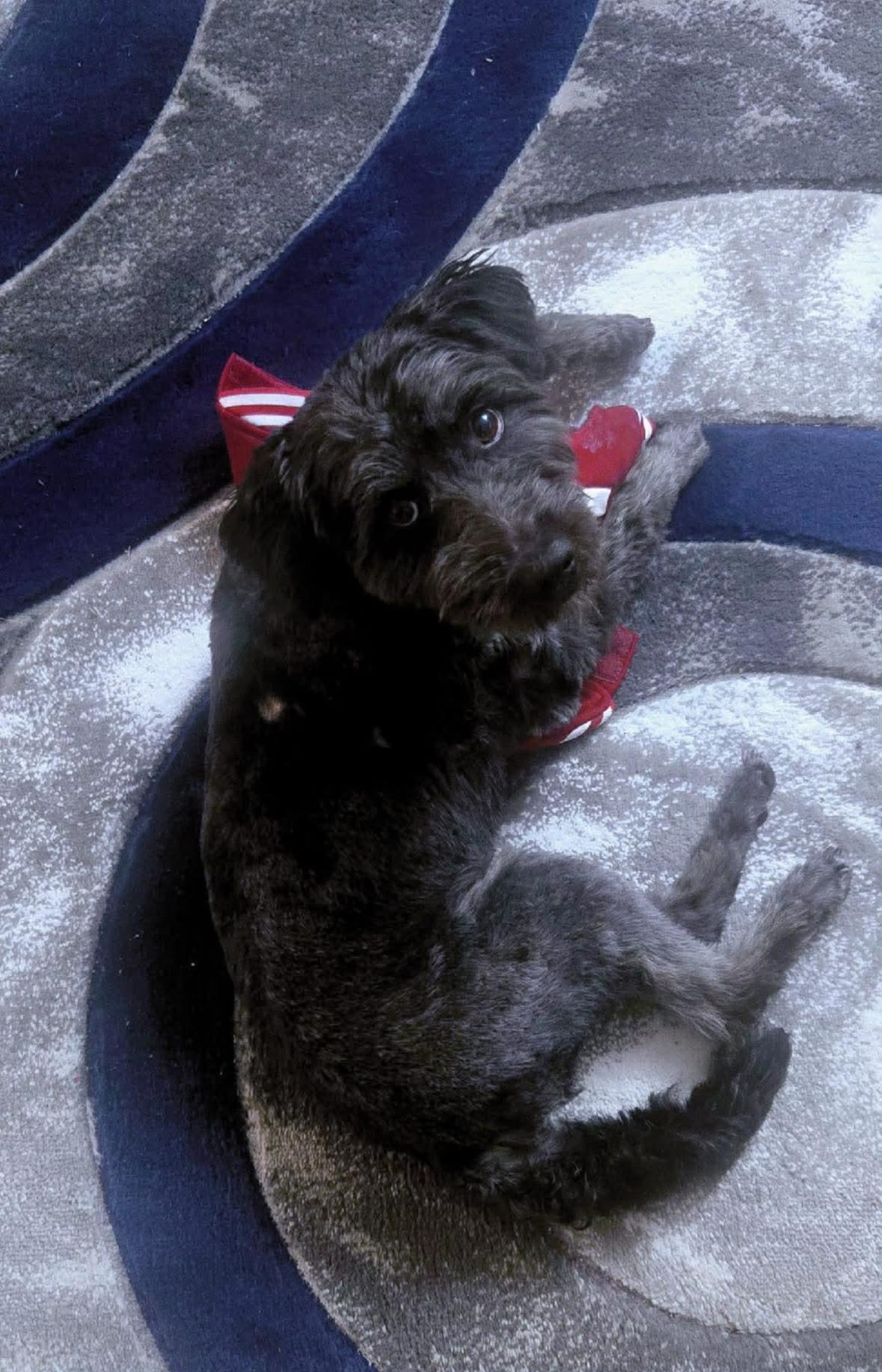 Enlarge Harvey, a ADOPTABLE mixed breed in Flemington, NJ image 4/6