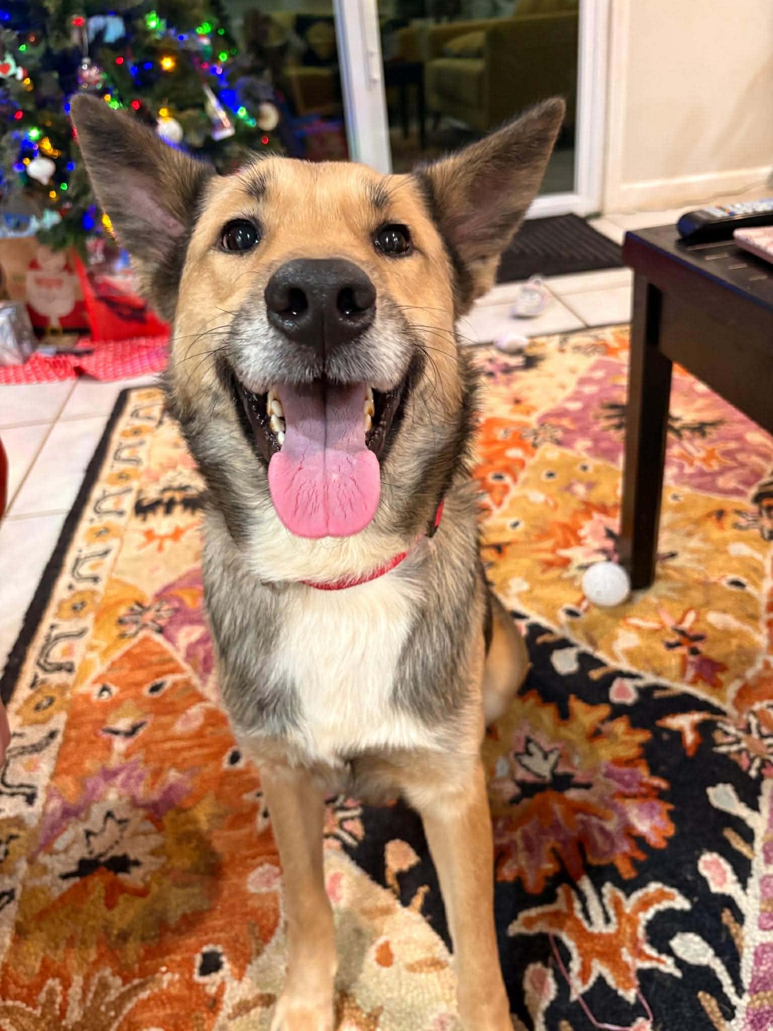 Kylo, adopted, Young Male German Shepherd Dog.