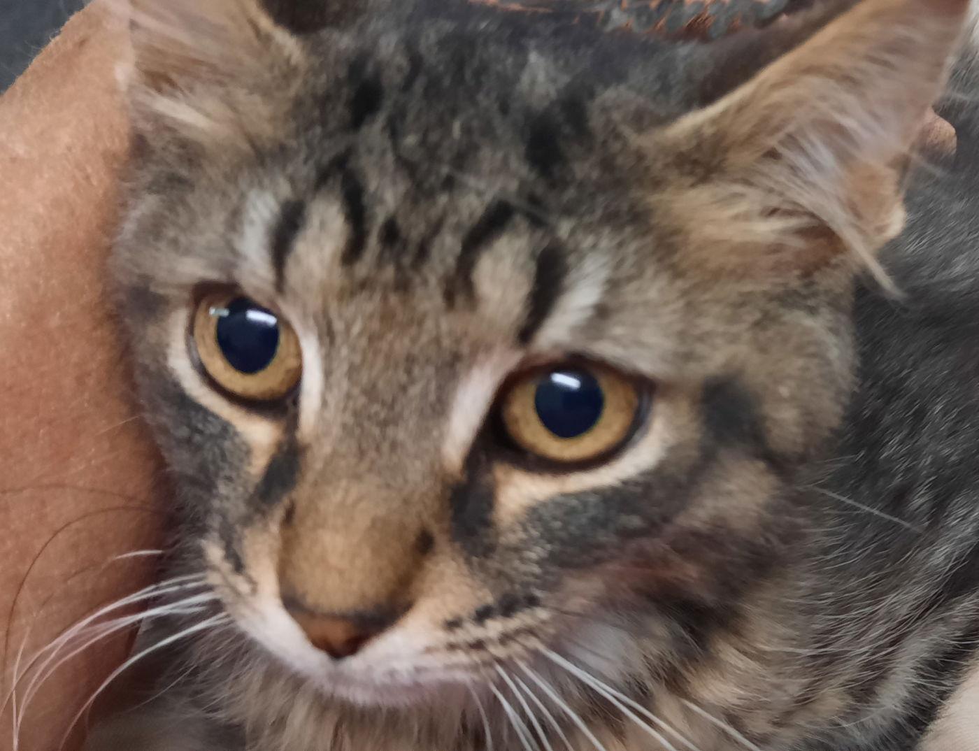 Steven, Adopted, Kitten Male Domestic Medium Hair.