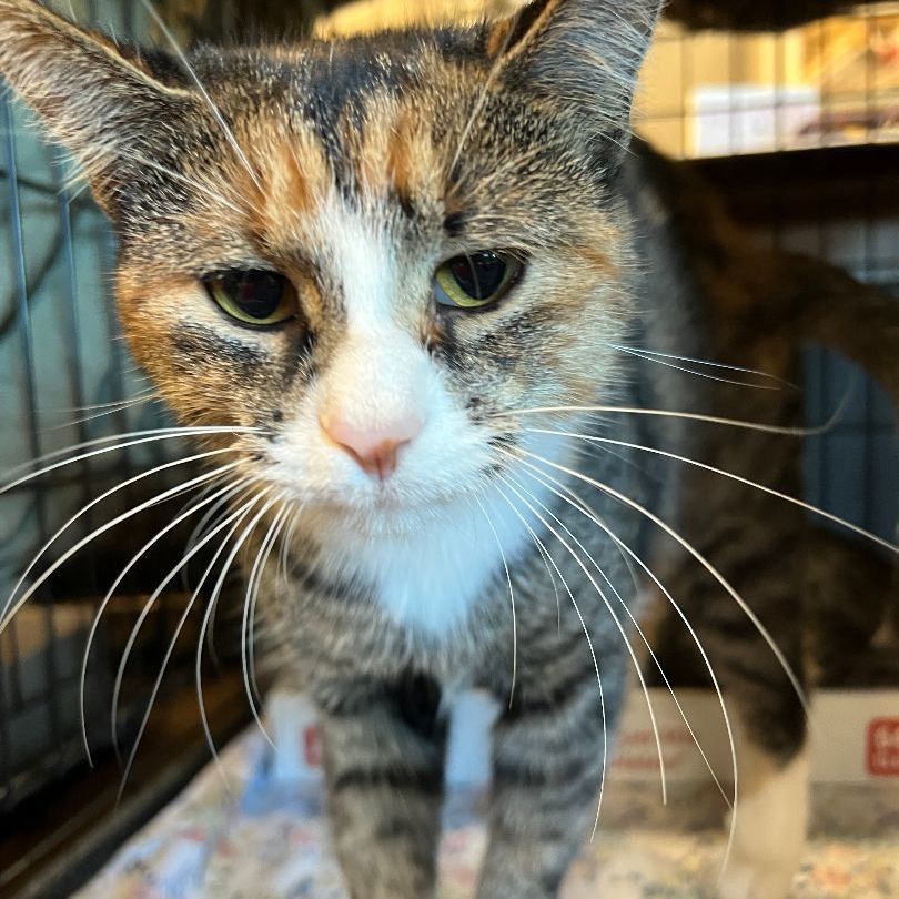 Cat for adoption Honey Dew, a Domestic Short Hair in Mokena, IL Petfinder