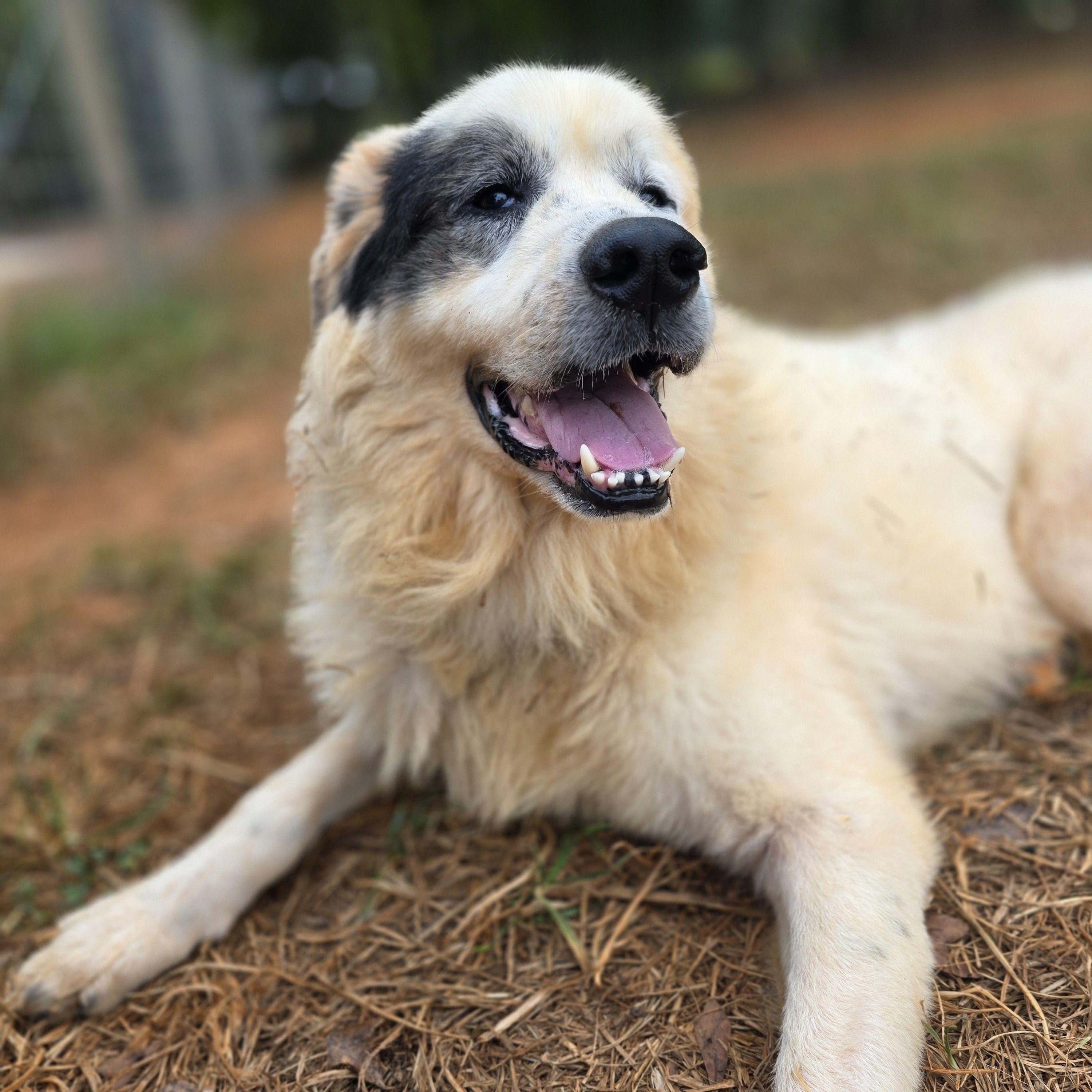 Enlarge Pirate Glynn, a Adoptable Great Pyrenees in Atlanta, GA image 3/4