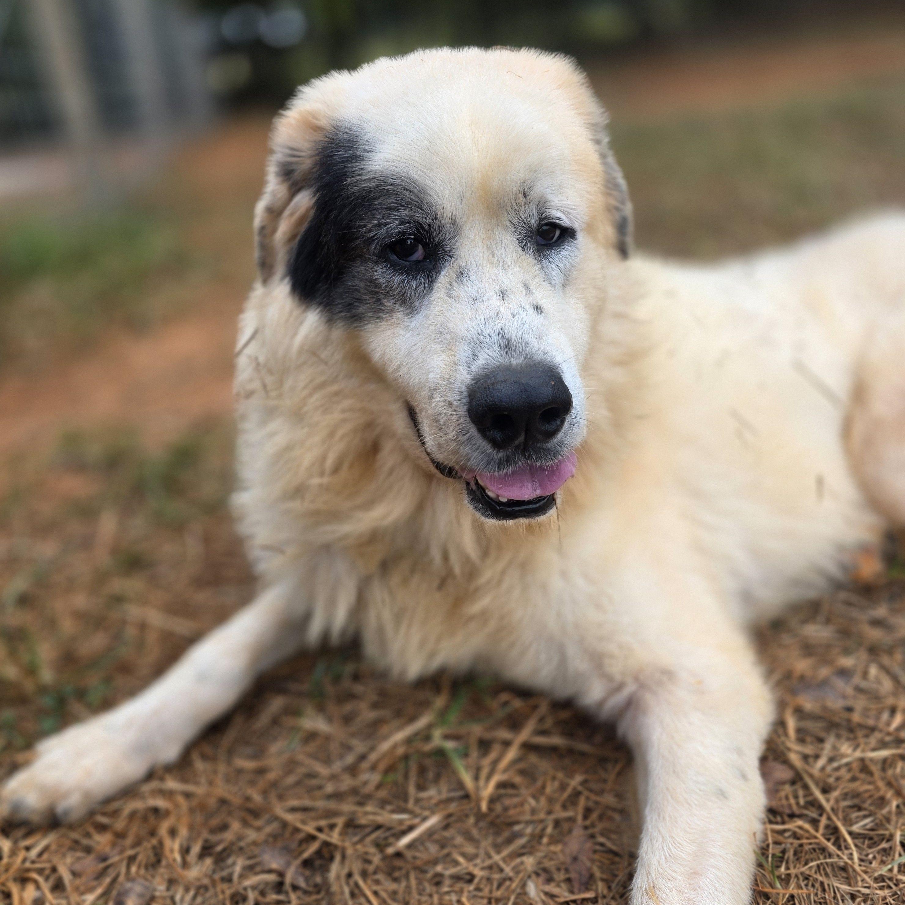 Enlarge Pirate Glynn, a Adoptable Great Pyrenees in Atlanta, GA image 4/4