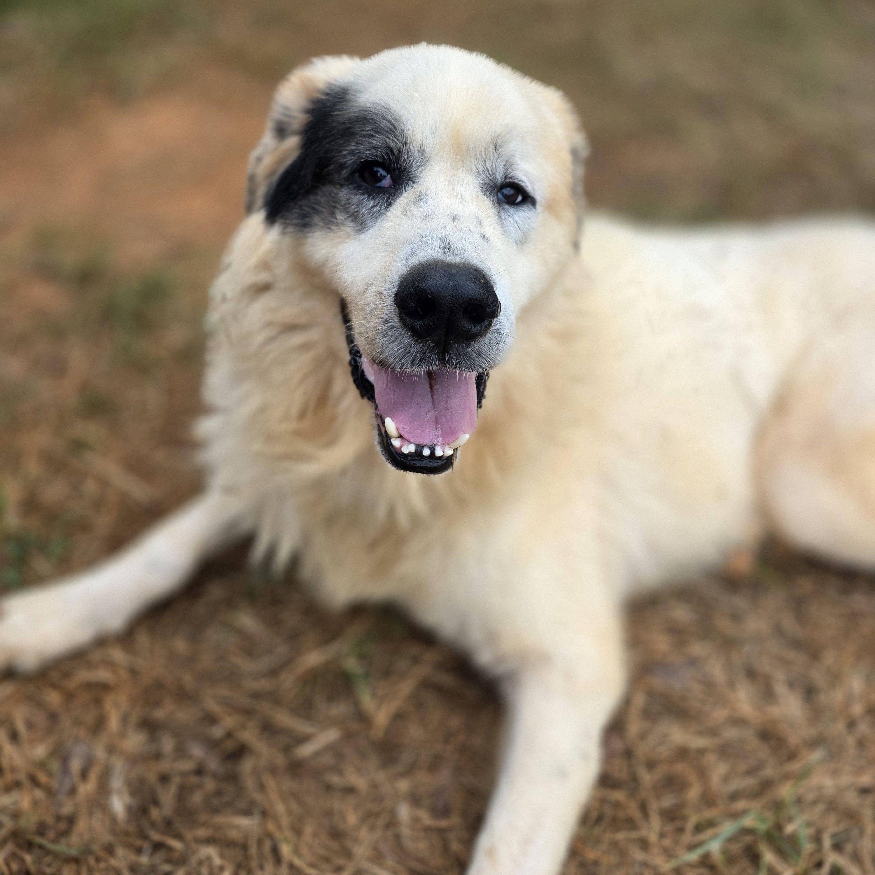 Enlarge Pirate Glynn, a Adoptable Great Pyrenees in Atlanta, GA image 2/4