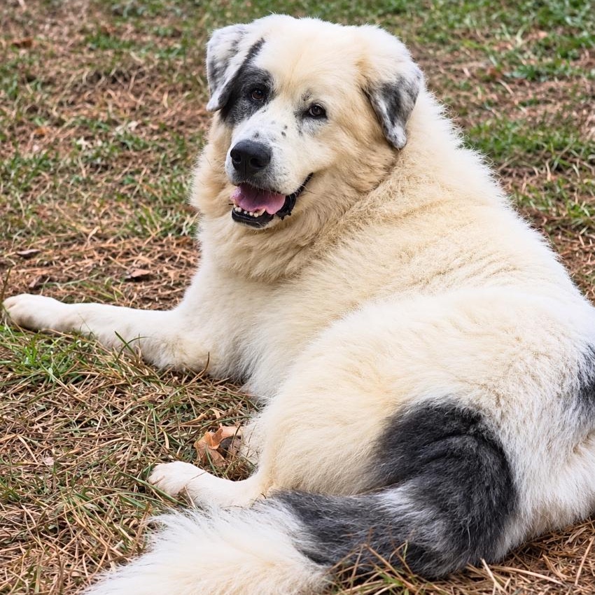 Pirate Glynn, Adoptable, Adult Male Great Pyrenees.