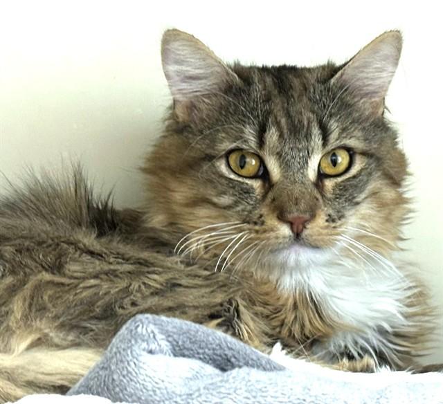 Enlarge CHRISTOPHER, a Adoptable Domestic Long Hair in Dedham, MA image 1/1