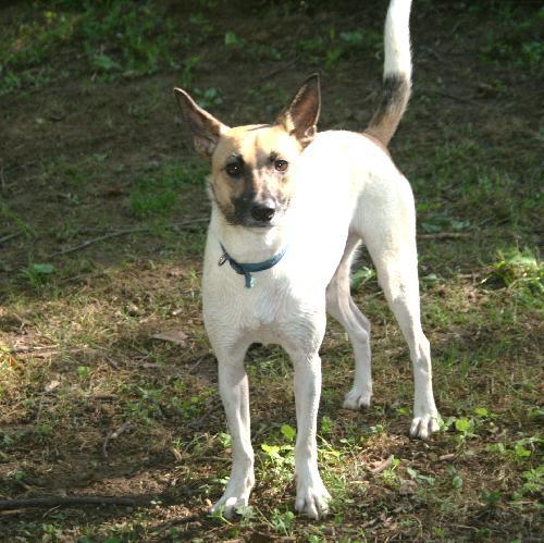 Swish, a Adoptable Jack Russell Terrier in Columbia, TN image 1/3