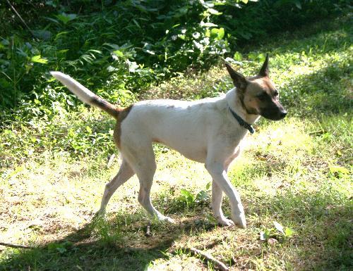 Swish, a Adoptable Jack Russell Terrier in Columbia, TN image 2/3