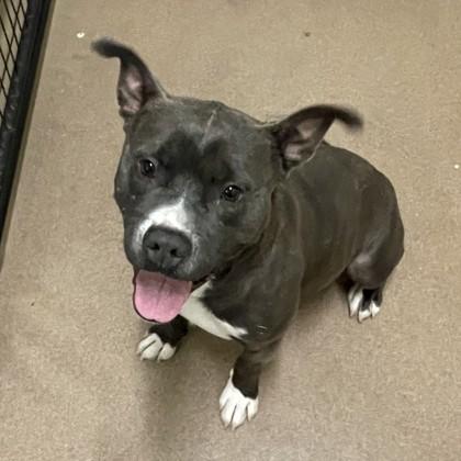 Ozzy, Adoptable, Adult Male Pit Bull Terrier & Mixed Breed.