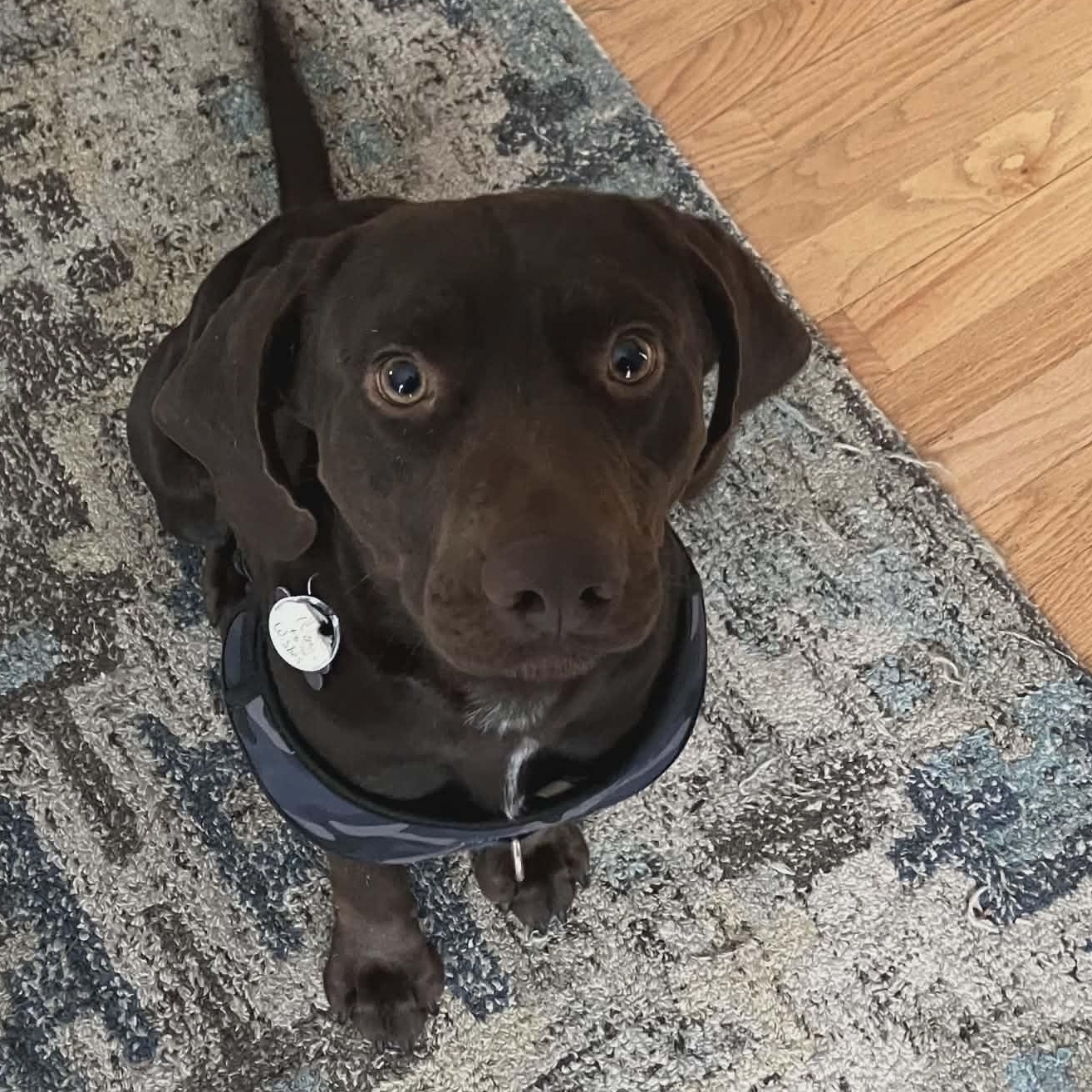 Enlarge Luke in foster care , a ADOPTABLE mixed breed in Plainfield, IL image 1/2