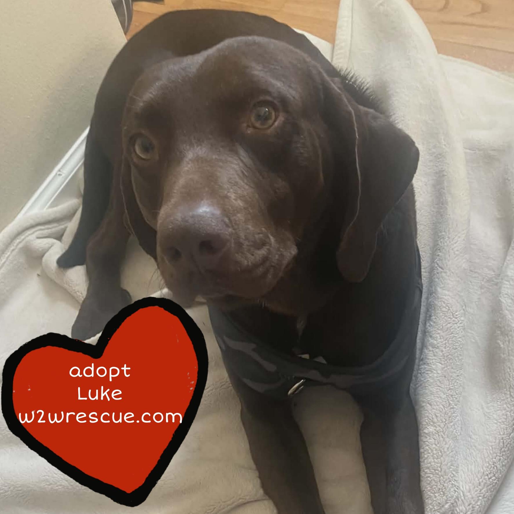 Enlarge Luke in foster care , a ADOPTABLE mixed breed in Plainfield, IL image 2/2