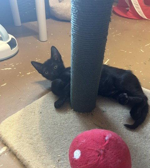 Alex, Adoptable, Kitten Male Domestic Short Hair.