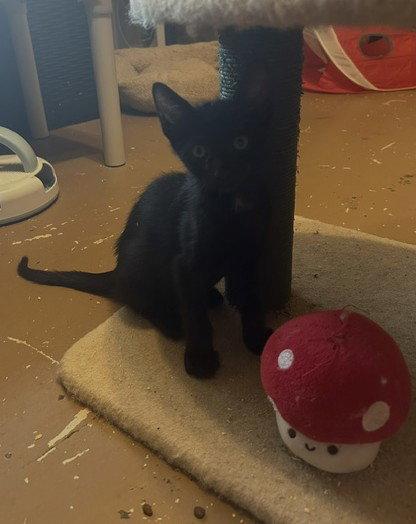 Alex, a Adoptable Domestic Short Hair in Orlando, FL image 2/3