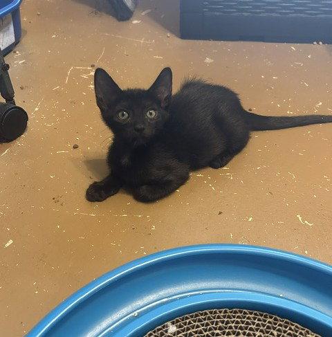 Alex, a Adoptable Domestic Short Hair in Orlando, FL image 3/3