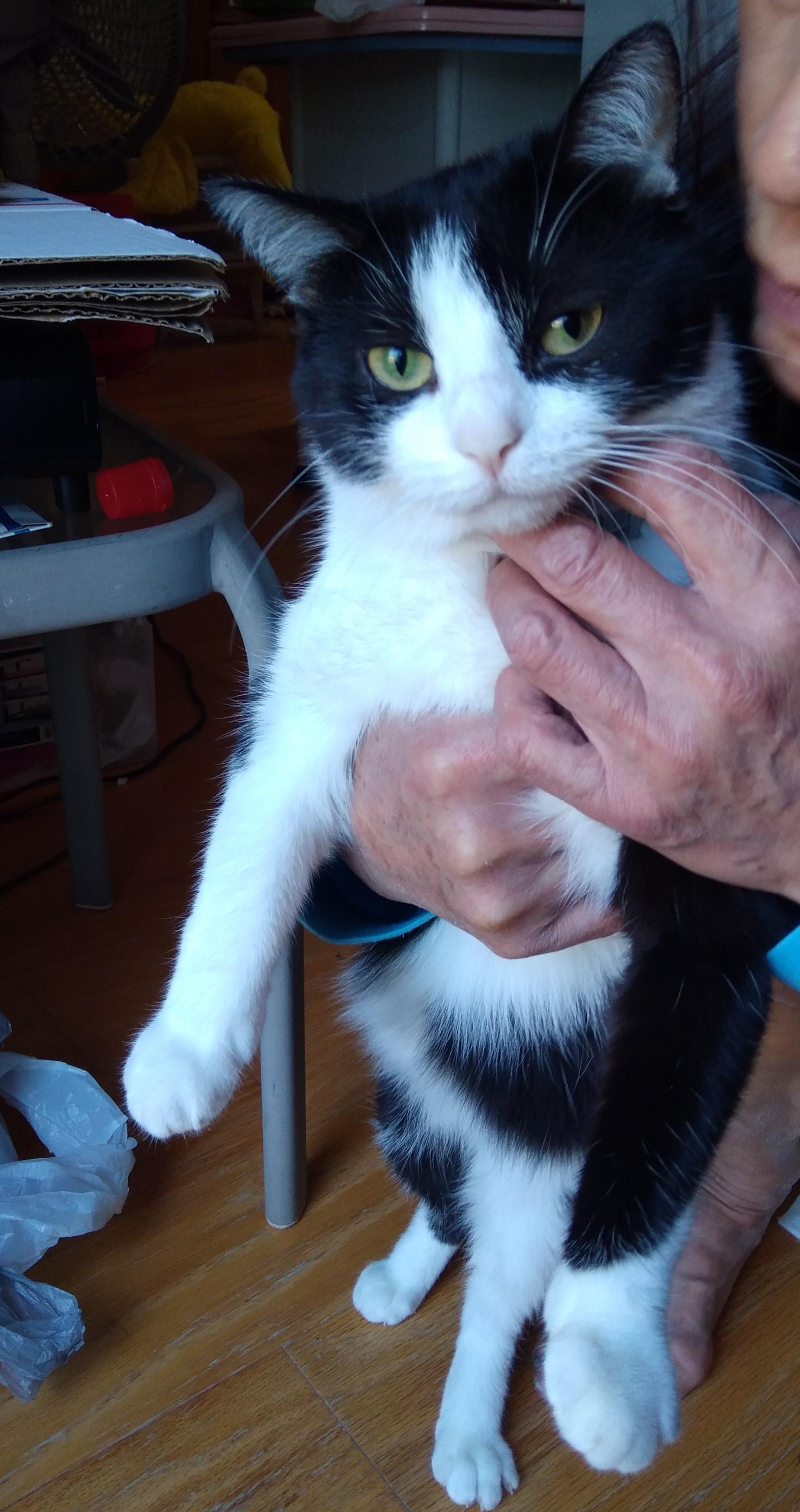 Enlarge Nina, a ADOPTABLE Tuxedo in Nashville, TN image 3/6